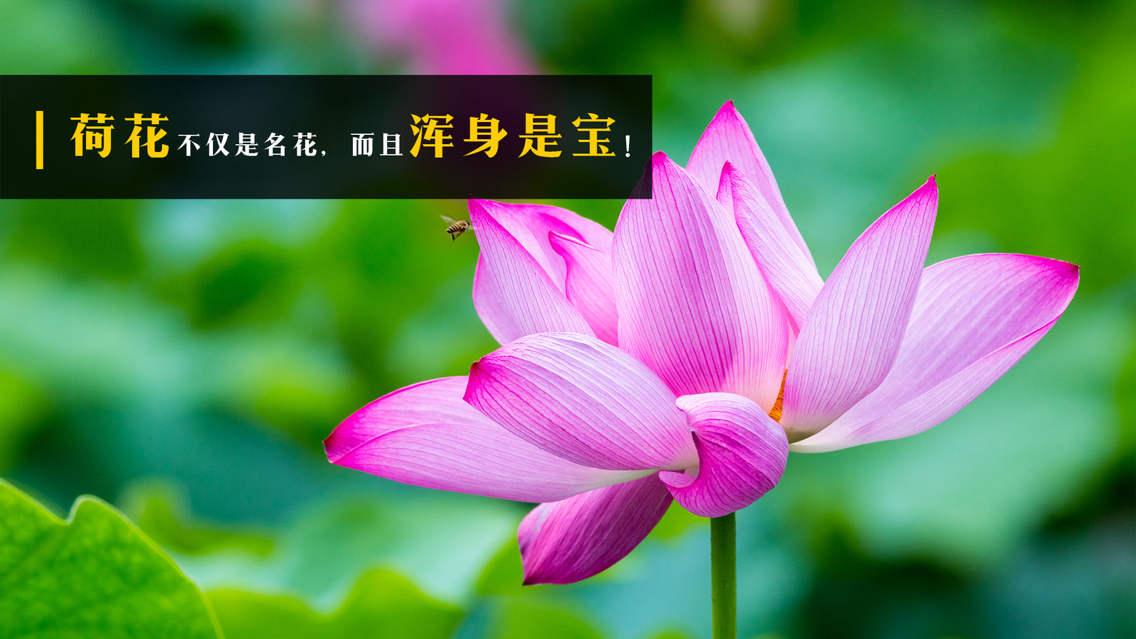 荷花不仅是名花,而且浑身是宝!